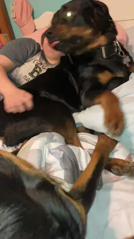 I lost my bed 😢 #bearandryan #MyAncestryStory #bearandkayla #viral #PetsOfTikTok #fyp #foru #rottierumble #smiledog #mom #aww #dogs #dogbite #lol #fy