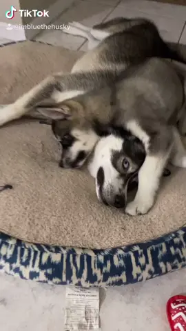 Siblings man… 🙄 #huskylife #huskiesoftiktok #puppy #dogsofttiktok #MyAncestryStory