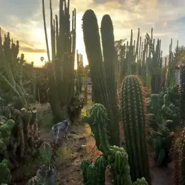 video by @cactuscountry (IG) #cactusgarden #cactus #kaktus #cacti #desert #desertcactus #nature #us #usa #nevada #arizona #succulent #heaven #paradise