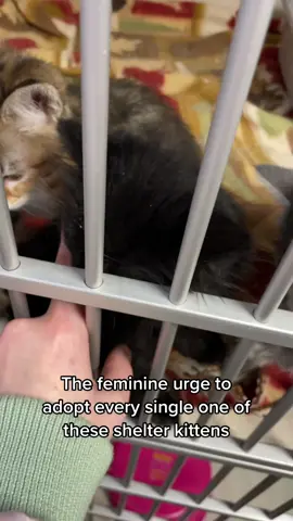 I cried when I had to leave them💔#shelterkittens #adoptme #adoptdontshop