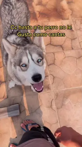Mi perro no me quiere