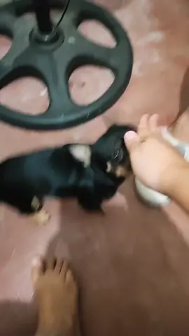 #dobo #chihuahua #dogsofttiktok #foryoupage #fypシ#foryoupage #karatechop