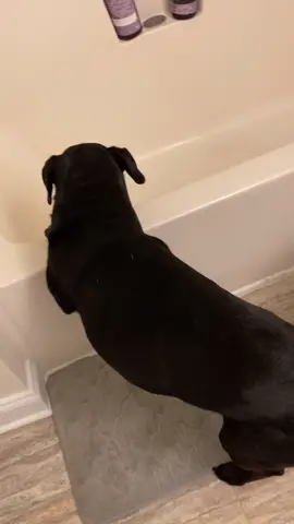 Frito paws eliminated 🛁
