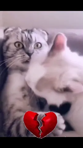 #nanuofficial1 #fyp #uk #trending #bollywood #viral #cat #pet #Love #duameinyaadrakhna