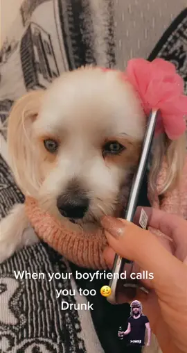 #dogs#of#tiktok#drunk#funny#fyp#viral#