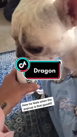 #Dog #animals #frenchbulldog #puppy #GiveWithAllYourHeart #TheSplashDance #NBCAnnieLive