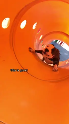 approx 574 falls #pitbullsoftiktok #pitbull #funnydog #funnypitbull