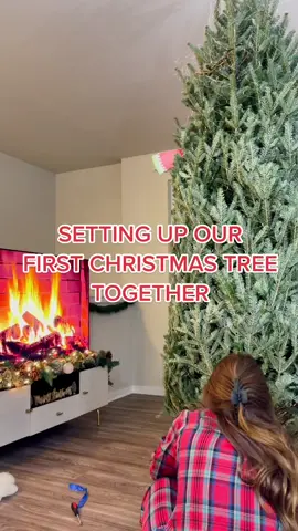 9.5 foot tree for our first tree together!!! Go big or go home #christmastree @eddiedeluga #fyp #christmasdecor #GiveWithAllYourHeart