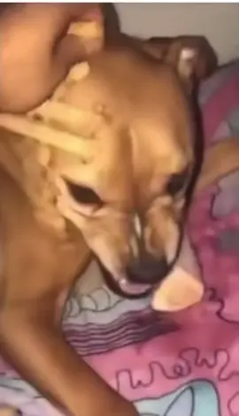 I’m the dog #fyp #foryou #meme #memetiktok #tiktok #tiktokmemes #dog #funny #spanish