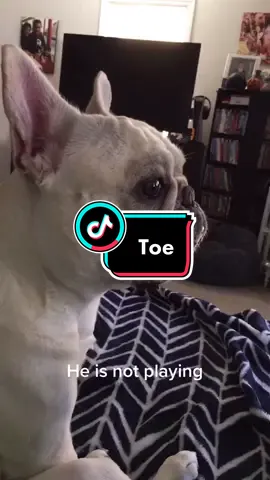 #toebeans #TheSplashDance #animals