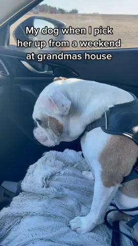 she gives more treats 🤔 #englishbulldog #dogsofttiktok #AmazonMusicJingleBellTok