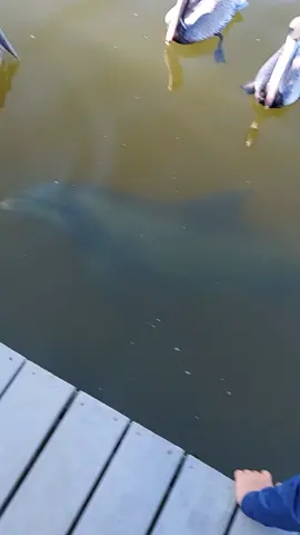 #dolphins #pov   playing with dolphin, he is so cool missing a flipper!