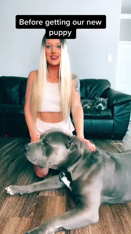 Impatiently waiting for @homefront_xl_bullies to be born 🤦🏼‍♀️😍♥️ #AmazonMusicJingleBellTok #TheSplashDance #GiveWithAllYourHeart #fyp #fypシ #fy