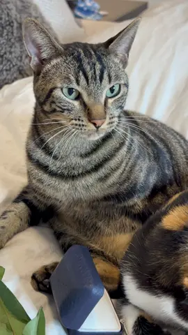 He could careless #fyp #foryou #foryoupage #catsoftiktok