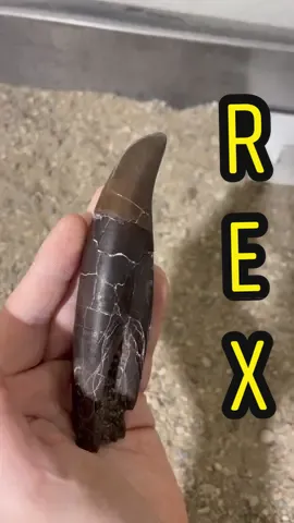 T. rex teeth! One is from an adult and the other is a shed possibly from a slightly smaller individual. #tyrannosaurus #trex #adventure #dinosaur