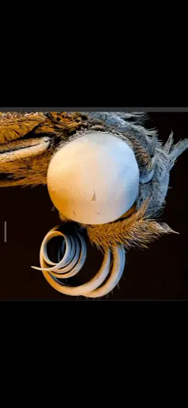microscopic look of butterfly 🦋 head#head#zoommyface #butterfelis🦋