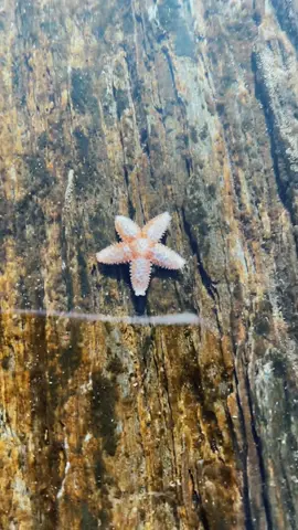 Made a tiny #Starfish friend 🌟🌊✨ #maine #throwback #nature #naturevibes  #capeelizabeth #cape #ocean #oceanside #beach #beachvibes #beachday #beachlife #waves #splash #newengland #travel #travelthrowback #travellife #traveltiktok #TravelMemories #cute #cutebaby #baby #foryou #fypシ #fyp #memories