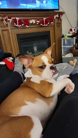 #barkatyourdogchallenge #beabull #puppiesoftiktok
