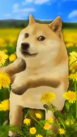 #firstvideo #fyp #foryourpage #doge #legend #superidol #cute #dancing #meme