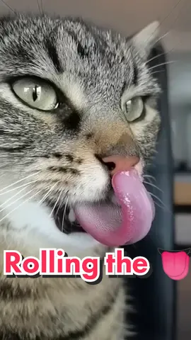 Misti rolls the tongue purrfectly 👅 #catsoftiktok #cat #fyp #viral #Love