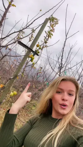 #farm update! #farmgirl #apples #endofyear #harvest #SpotifyWrapped