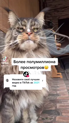 Ответ @TikTok вот так да!!!#лучшее #кот#РешисьНаПеремены