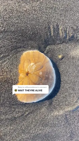 Reply to @ratflavoredlemon One of my favorite animals 🤓 #sanddollar #echinoderm #pnw #shell #STEMTok #marinebiology #foryou #fypシ