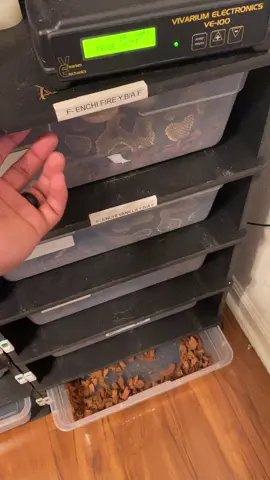 Snakes don’t date! 🤷🏾‍♂️😂 ..........#ballpython #snake #royalpython #trmexotice #reptile #snakerack #build #python #ball #breeder #cool #morph #reptilekeeper #reptilebreeder #snakes #date #girls #love #lol