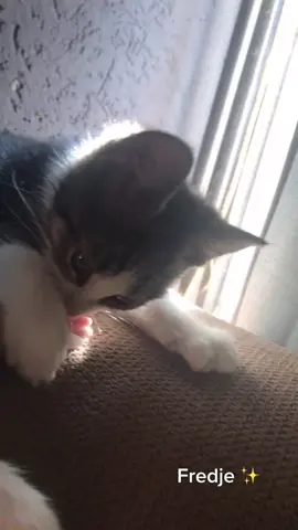 Ja leuk beestje #fy #catsoftiktok #cat #sweet #viral