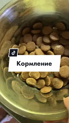 А  каким кормом кормите вы? #fyr #on #fypシ #dog #лабрадор #собака #собаки