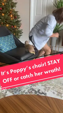 Sit in Poppy’s chair and you’ll catch hands with this vicious one 😂 #animals #pet #funny #petlover #animal #tiktokanimals #cute #fyp #foryou #foryoupage #SimsSelves #christmas #christmaspets #rescuedog #rescueanimals #fypシ #viral #viraltiktok