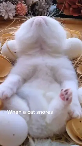 Do u know how cat snore #babycat #cute #catsoftiktok #pet