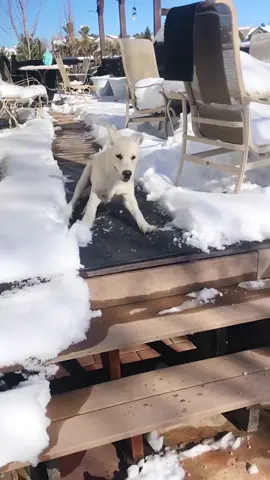 the infamoise leo snow slide ❄️ #yupthatsme #fypシ #fypage #dog