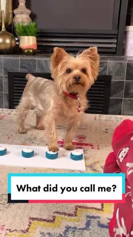 The tables have turned, I still do it better than her tho! Comment if you agree! 📌Link to buttons in bio #swearingiscaring #sassydog #funnypets