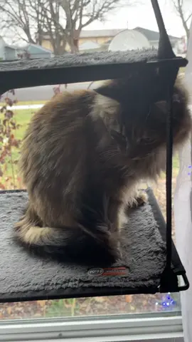 Homophobic cat 😾 #lgbt🌈 #catsoftiktok #funnycat