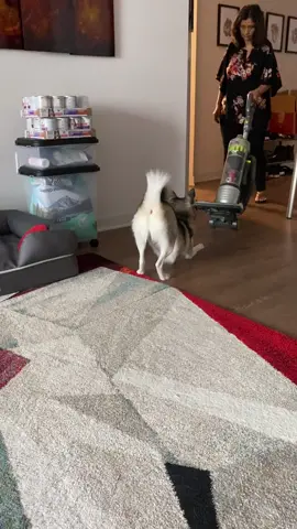 Sapphie vs. the vacuum “come at me!” 😂😂😂😂