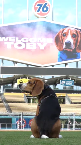 Our package never made it to Toby, so we wanted to make it up to him with a VIP (Very Important Pup) experience at Dodger Stadium. @jalapeno.pop