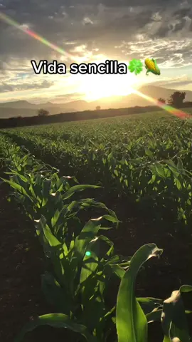 Como dise el primo Ariel👌🏼🍀 #agricultura  #arielcamacho #maiz #cultivo #amanecer #rancho #sinaloa #🌽 #👨🏻‍🌾 #🌱 #🇲🇽