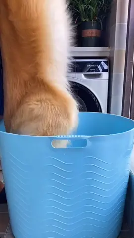 Let's shower 🚿#dog #puppy #cutedog #pet #dogsofttiktok #fyp #SimsSelves #PawlidayPics