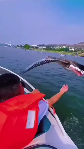 Touching a bird while flying...
