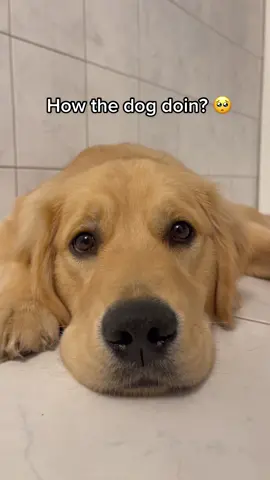 It’s a stuggle.🥺 #fyp #foryoupage #dogsofttiktok