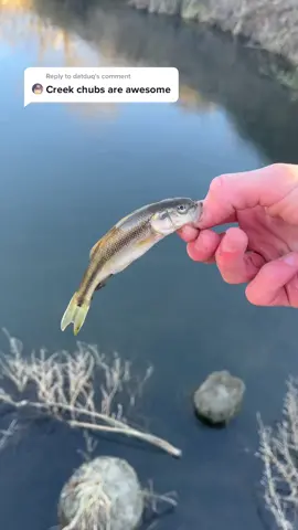 Reply to @datduq ⚠️THE CHUB ENDED UP LIVING⚠️ #creekchub #joke #ice #chub #fishing