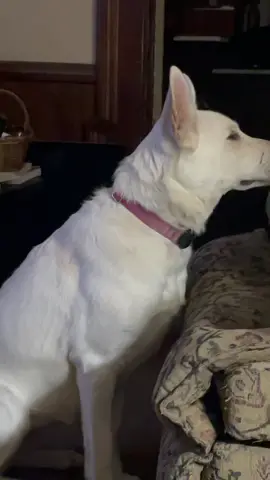 PaY aTtEnTiOn tO mEeeE. #clingypet #dog #gsd #gsdlove #germanshepherd #whitegsd #whitedog #k9 #ShareTheMagic