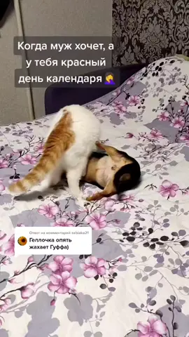 Ответ пользователю @zabiaka21