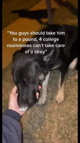 What happens when 4 best friends add another into the group. We love u Jerry. @dslr_haden @ls.clave @emulsion.vhs #dog #stray #animals #wholesome