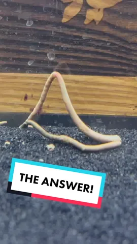 What is it? Here is tge answer you were waiting for! #fish #goldfish #aquarium