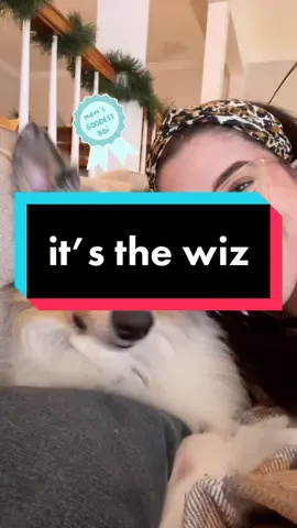sleepy boi #dogsofttiktok #colliesoftiktok #goodboi #friyay #thewiz