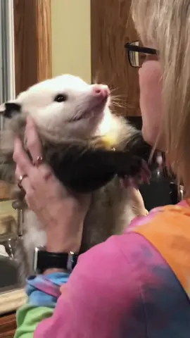 Meet juuzou the possum #DoTheJuJu #possum #petpossum #opossum #petopossum #pet #PetsOfTikTok #vibe #petdance #ShareTheMagic