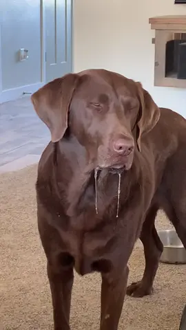 So many commented on Wyloo’s drool in our ‘Oops’ video. So here he is in all his drooling glory 😂 #bartonlabs #bartonlabradors #americanlab #theoriginal #droolingdog #videooftheday #funnydogvideos #chocolatelab #chocolatelabrador