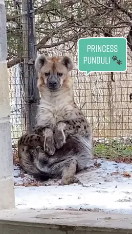 Princess Pinduli 👑❄️ #hyena #spottedhyena #letitsnow #letitsnowchallenge #givingSZN #tiktokholidays #torontozoo